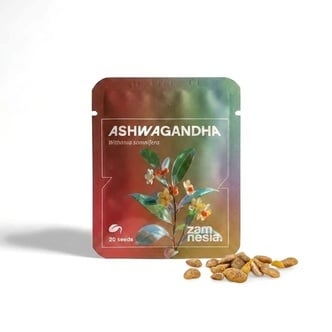 Ashwagandha (Withania somnifera) 20 graines
