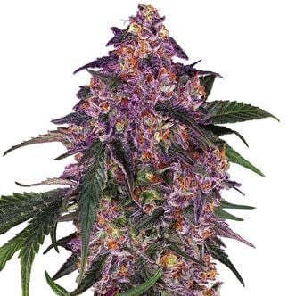 Sensi Purple Kush (Sensi Seeds) féminisée