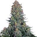 Blue Skunk (Sensi Seeds) féminisée