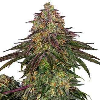 Sweet Cherry Kush (Sensi Seeds) féminisée