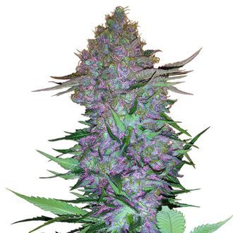 Purple Skunk Automatic (Sensi Seeds) féminisée