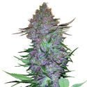 Purple Skunk Automatic (Sensi Seeds) féminisée