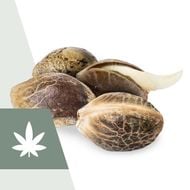 Germination des graines de cannabis - Résolution des problèmes