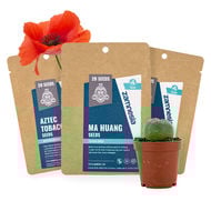 Graines de Plantes Psychoactives