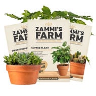 Graines de plantes d'intérieur