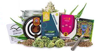 Top 5 graines cannabis féminisées