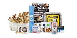 Top 5 champignons hallucinogènes