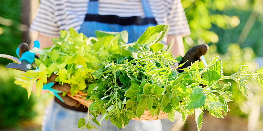 Trouvez Des Herbes Aromatiques Très Performantes