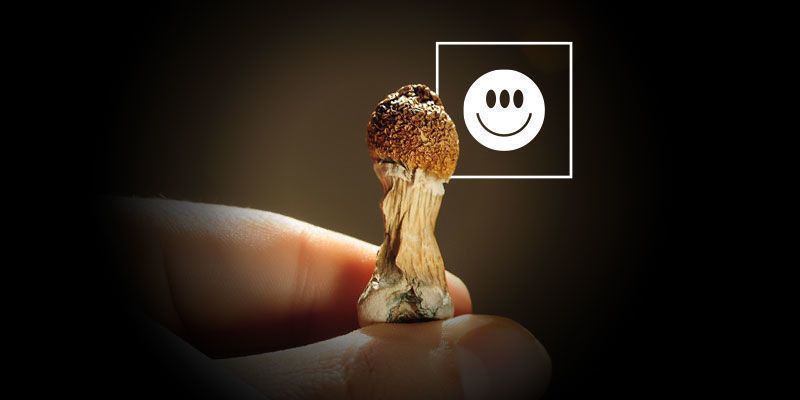 Les Psilocybe Cubensis Sont-Ils Puissants ?