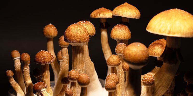 Culture Du Psilocybe Cubensis