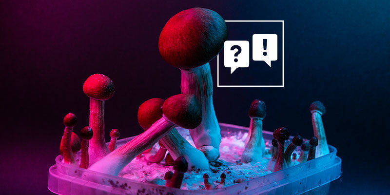Psilocybe Cubensis : Questions Et Réponses