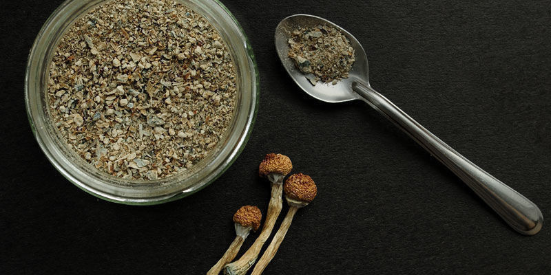 Utilisation Du Psilocybe Cubensis