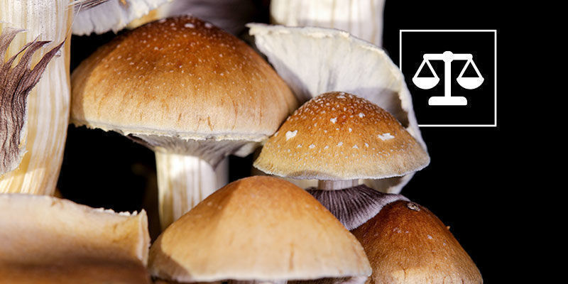 La Légalité Du Psilocybe Cubensis