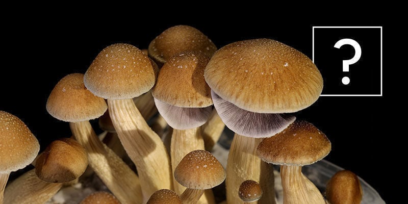 Qu’Est-Ce Que Le Champignon Psilocybe Cubensis ?