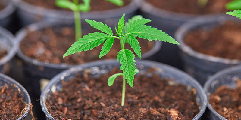 Avantages Des Engrais Pour Cannabis Fait Maison