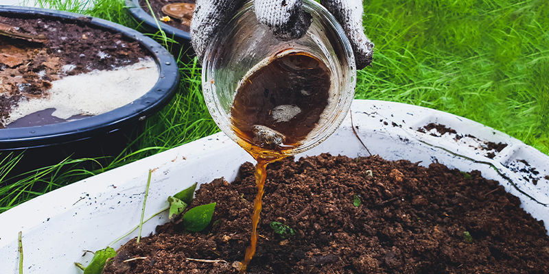 Utilisez Le Thé De Compost, L’Aquafaba Et L’Urine Avec Parcimonie