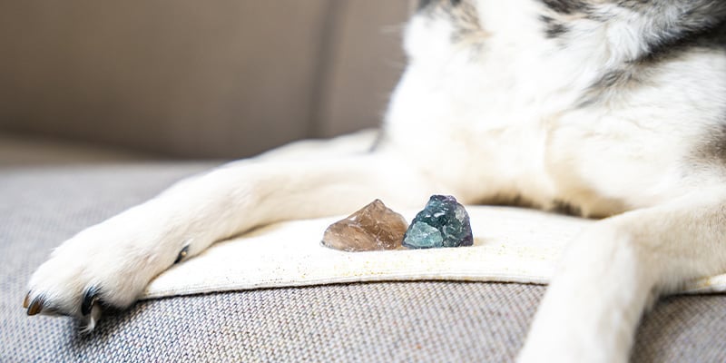 Gemmes et animaux de compagnie : tirez le meilleur de vos cristaux