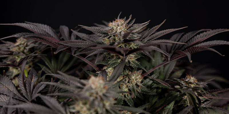 Démonter les légendes sur le cannabis les plus folles