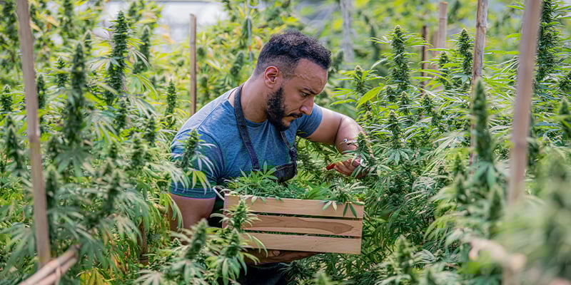 Pourquoi le bio est-il important dans la culture du cannabis ?