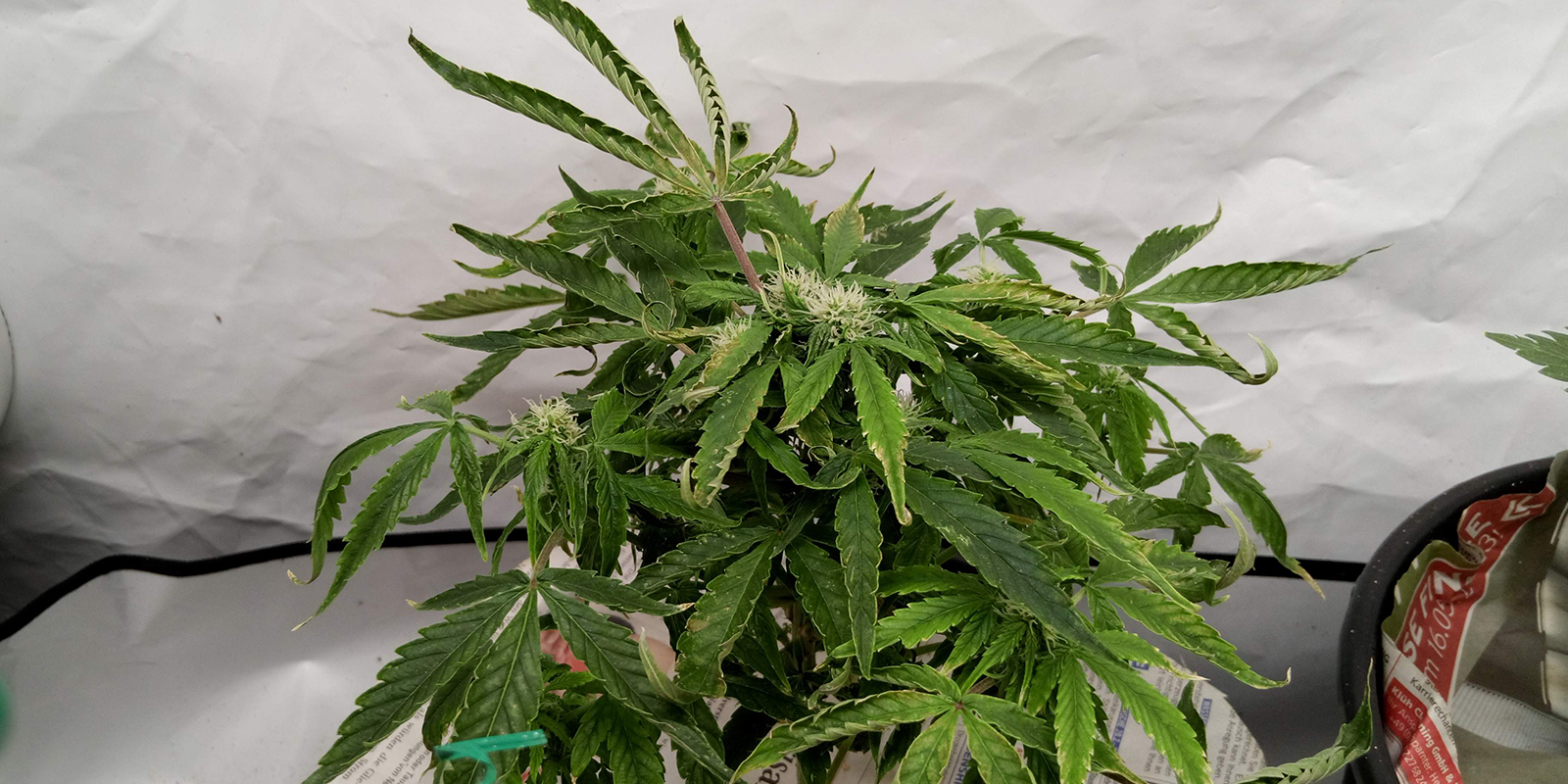 2. Observez la plante dans son ensemble