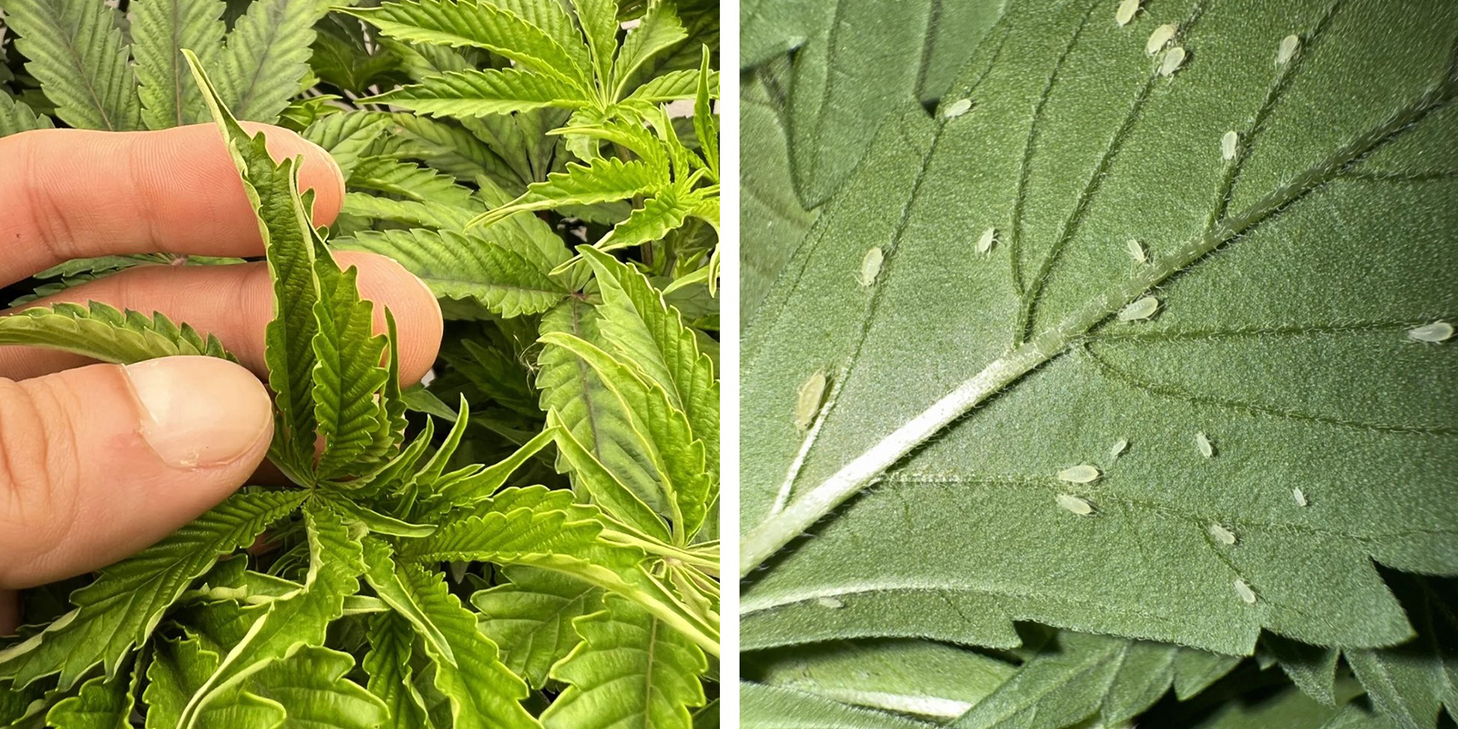 Stress environnemental ou ravageurs