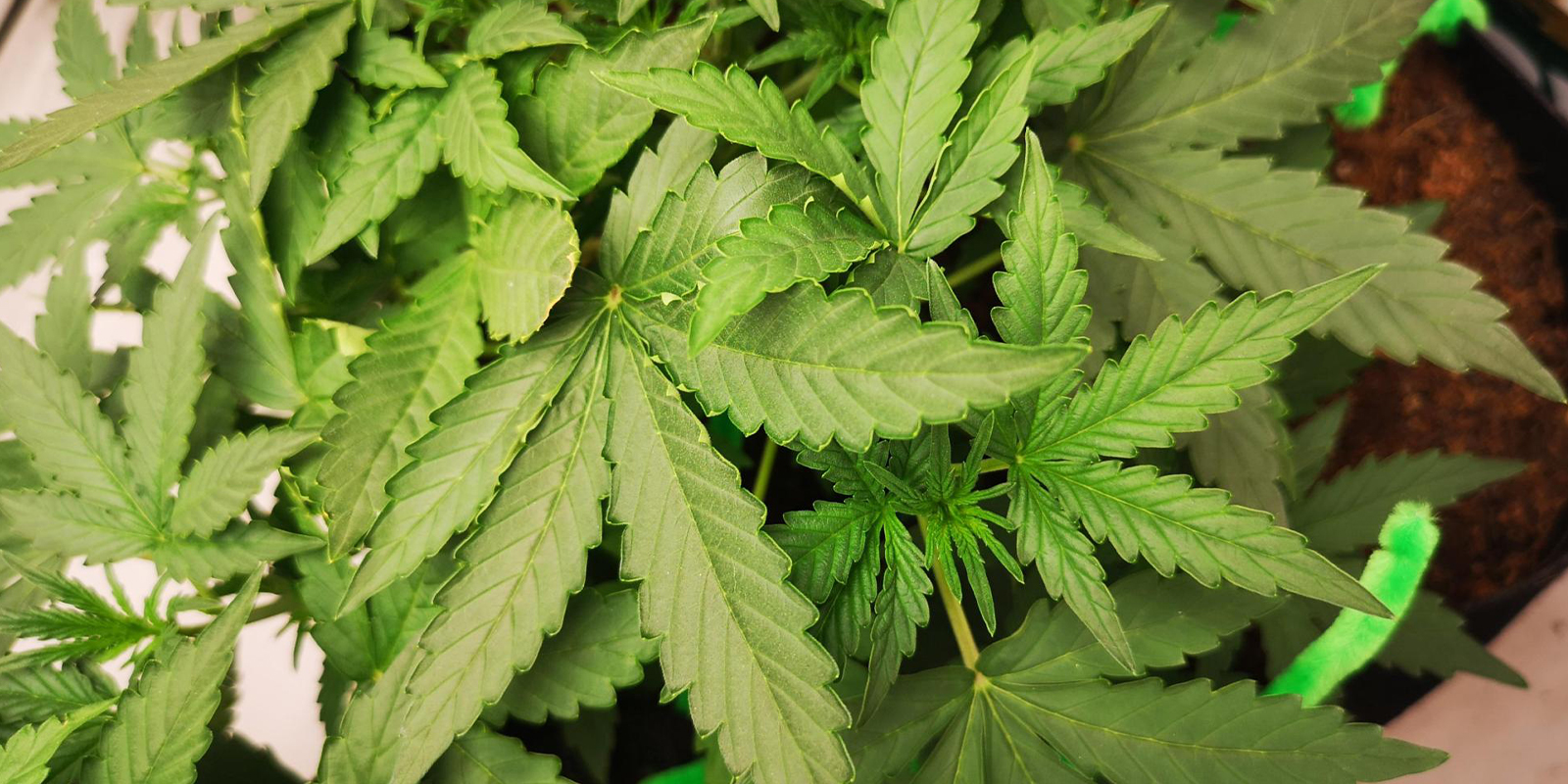 Feuilles qui se recroquevillent vers le haut ? Il est temps de redresser la situation