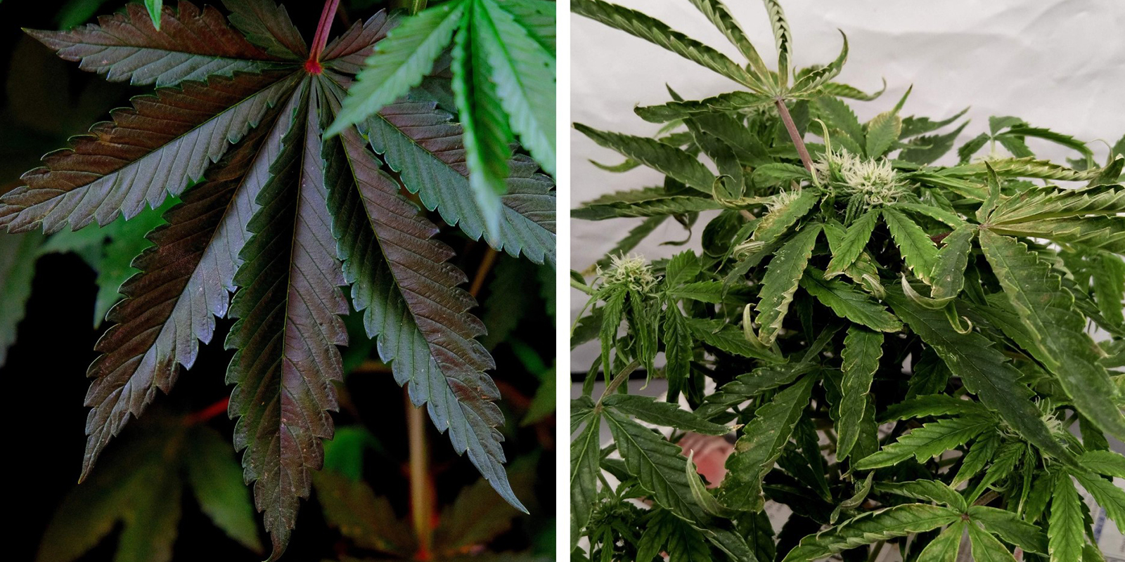 Déséquilibres nutritifs (NPK / pH)