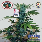 Blue Cheese Blue Cheese