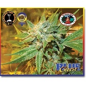 Blue Cheese Auto Blue Cheese Auto