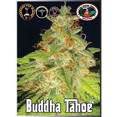 Buddha Tahoe Buddha Tahoe