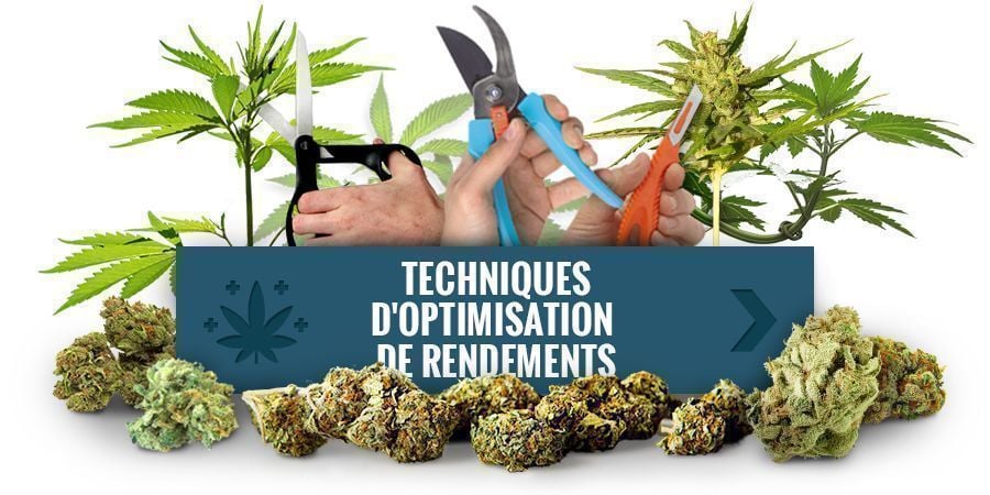 Palissez Vos Plants Pour Des Rendements Plus Importants