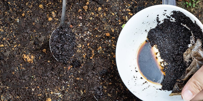 Comment utiliser le marc de café comme engrais pour le cannabis: En terre