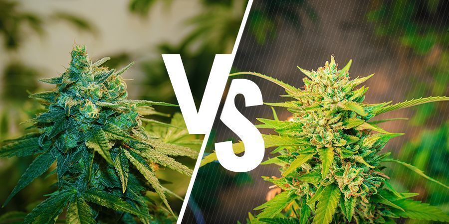 Cannabis Cultivé En Intérieur Vs En Extérieur : Comment Les Comparer ?