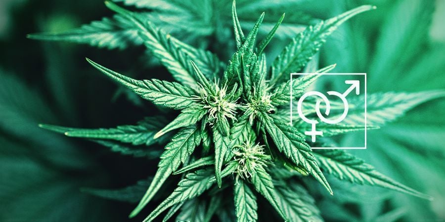 Sexe des Plants Cannabis