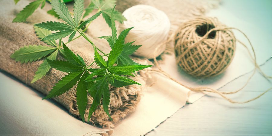 Quelle Est La Différence Entre Cannabis Et Chanvre - Zamnesia Blog