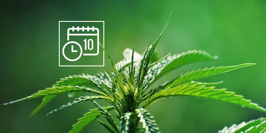 CANNABIS RUDERALIS FONCTIONNEL