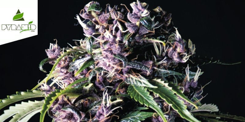 Purple (Pyramid Seeds)