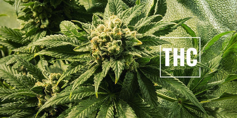 Plus de THC, Est-Ce Toujours une Bonne Chose ?