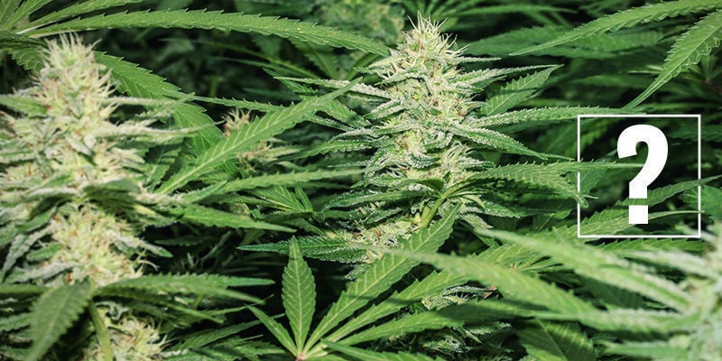C'Est Quoi une Variété de Cannabis Légère (Moyenne en THC) ?