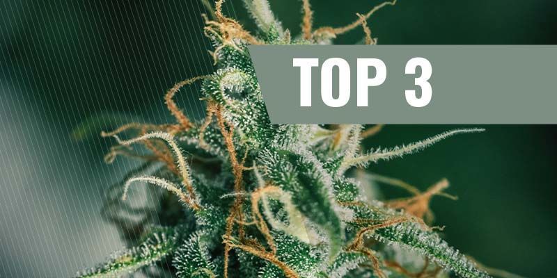 Top 3 Meilleures Variétés Skunk