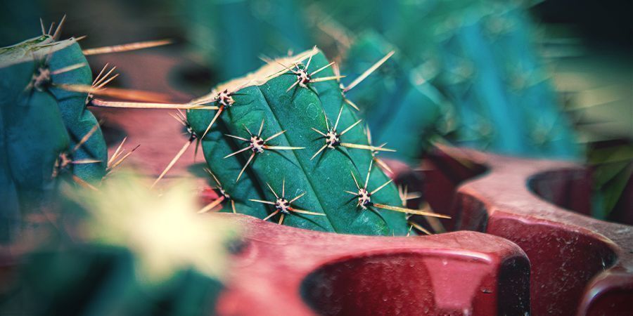 Comment Commander La Torche Bolivienne (Echinopsis Lageniformis)