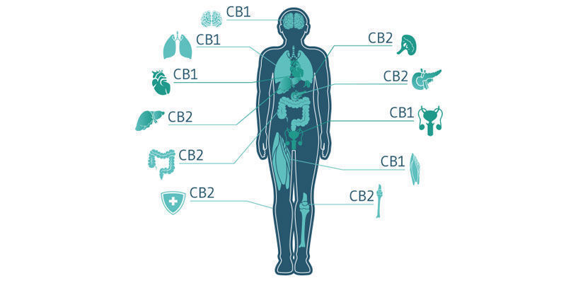 La Cannabis Topique Fonctionne-T-Il Vraiment ?