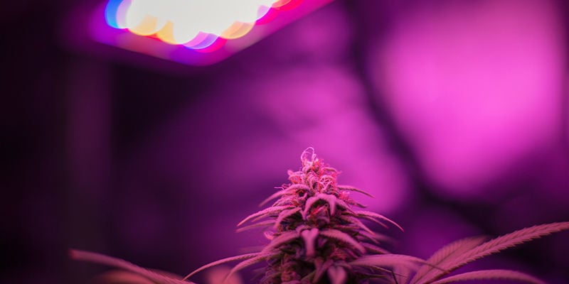 Cultiver du cannabis sous des lampes LED