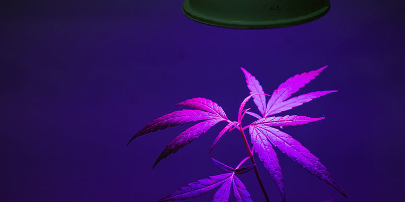 À quelle distance devrais-je placer mes lampes LED de mes plants de cannabis ?