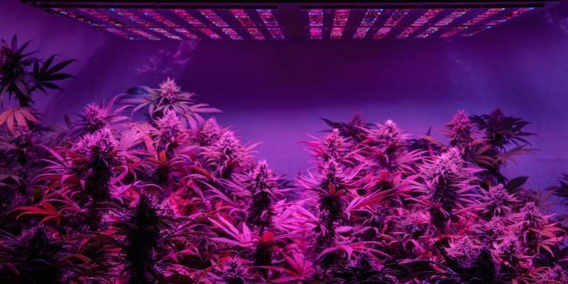 Les meilleure lampes à LED pour le cannabis - WeedSeedShop