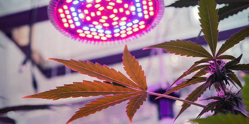 Lampe de culture LED pour cannabis : avantages et inconvénients