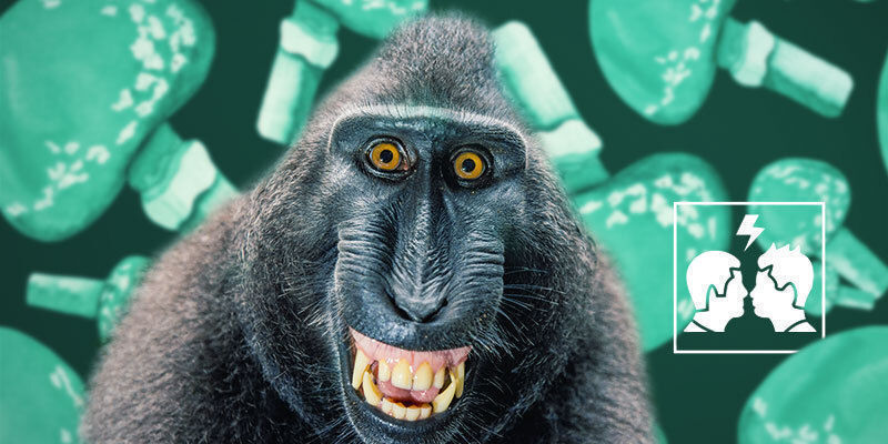 Pourquoi la Théorie du Singe Enivré Est-Elle Controversée ?