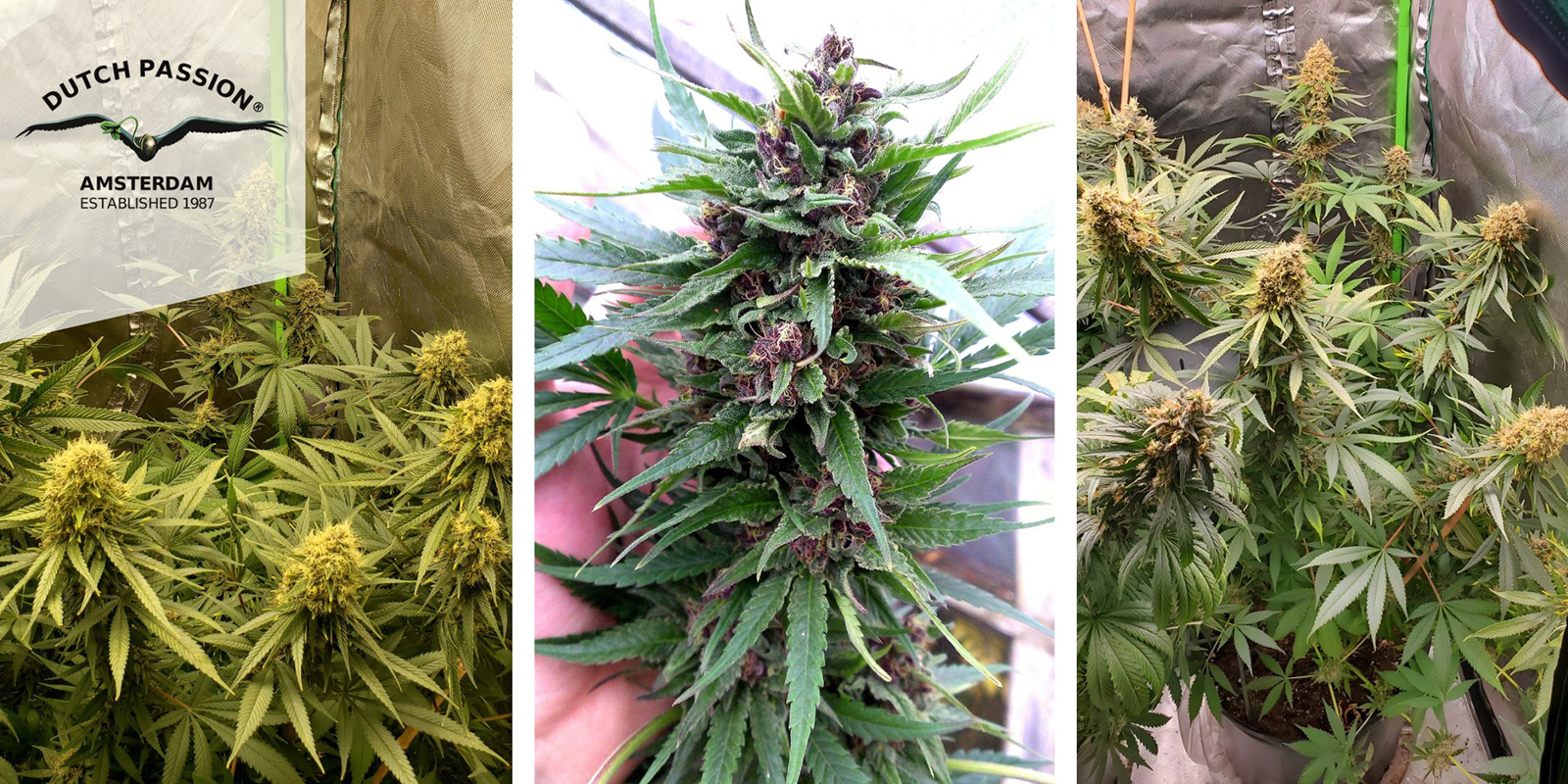 Frisian Dew (Dutch Passion) féminisée Frisian Dew (Dutch Passion) féminisée