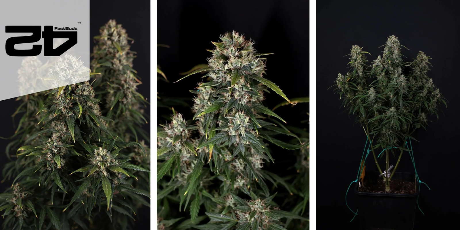 Gorilla Cookies Auto (FastBuds) Féminisée Gorilla Cookies Auto (FastBuds) Féminisée