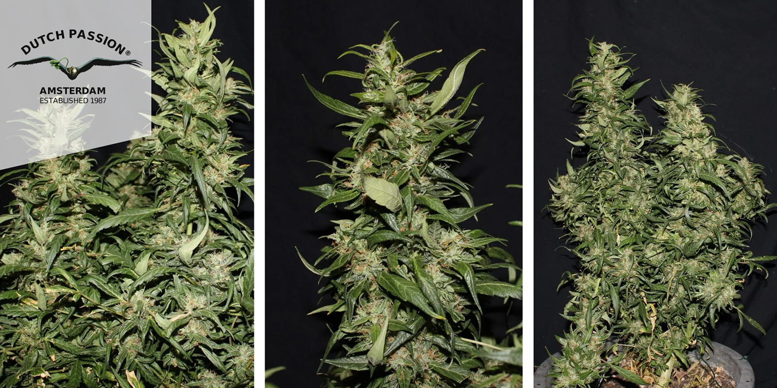 Hollands Hope (Dutch Passion) féminisée Hollands Hope (Dutch Passion) féminisée